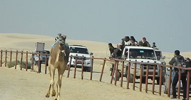 "سيناء فى القلب" المهرجان الثانى للمصريين فى السعودية
