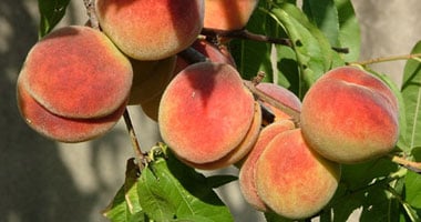 ما هى فوائد تناول الخوخ والأناناس؟