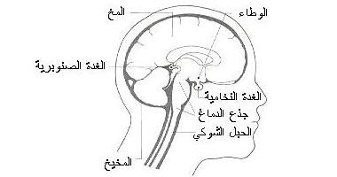 ما وظيفة النخاع الشوكى؟