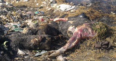 ارتفاع الاشتباه بالحمى القلاعية إلى 575 حالة ونفوق 43 رأساً بالوادى الجديد