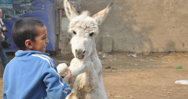 نشأت رشدى منصور يكتب من أستراليا: أنا وصديقى والحمار