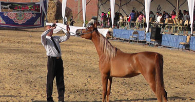 بالصور ختام مهرجان البحيرة الدولى للخيول العربية 