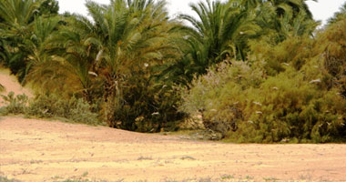 "الزراعة" تكافح اختراق 5 أسراب جراد الشريط الحدودى