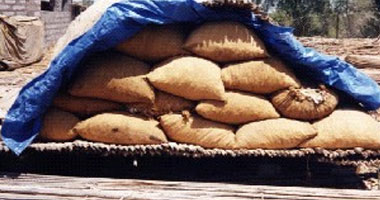 سوريا تطرح مناقصة دولية لشراء الذرة وعلف الصويا