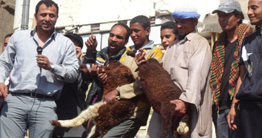 بالصور ..متظاهرو التحرير يرفعون "خروفا" فى مظاهرات غضب الفقراء 
