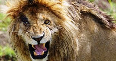 أسد يفترس سائحة أمريكية فى حديقة للحياة البرية بجنوب أفريقيا