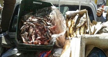 ضبط طن ونصف رنجة غير صالحة للاستهلاك الآدمى بطنطا