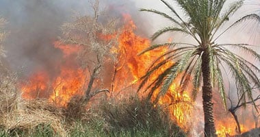 حريق بمجموعة من النخيل والأشجار بشارع الهرم والإطفاء تحاول السيطرة
