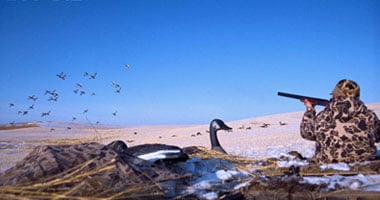 الهيئة العامة للبيئة فى الكويت: الحبس سنة عقوبة المساس بالطيور المهاجرة