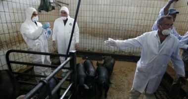 ثلاث إصابات جديدة بأنفلونزا الخنازير فى السعودية