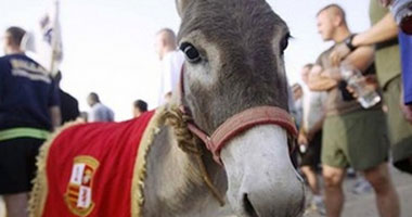 "حمار عربة كارو" ضد قانون الجاذبية