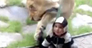 بالصور.. أسد يهاجم طفلاً اعتقد أنه حمار وحشى