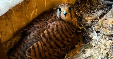 إحباط محاولة تهريب 142 صقرا نادرا بمحمية وادى الجمال بمرسى علم