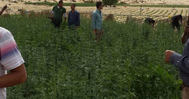 مكافحة المخدرات تبيد 108 أفدنة قنب و1500 شجرة بانجو خلال عام