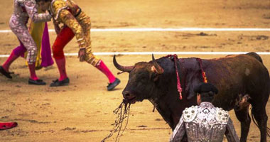  إصابة رجلين فى ختام سباق الثيران الشهير فى بامبلونا