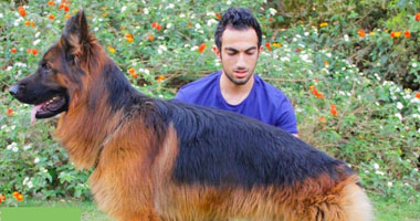 طبيب بيطرى يشرح أهمية المستلزمات الخاصة بحماية الكلاب