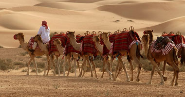 الإفراج عن شحنة الجمال السودانية بشلاتين