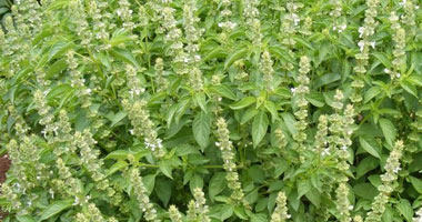 الريحان وخواص طبيعية مضادة لالتهاب المفاصل