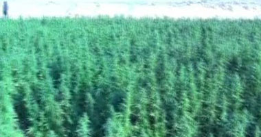 ضبط خفير بحوزته كمية من مخدر البانجو للاتجار بها فى الشروق
