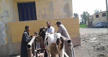 بيطرية "النور" تنظم قافلة بقرية الاتحاد فى مركز كفر الشيخ
