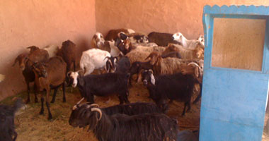 توزيع 290 رأسا من الأغنام على الأسر الفقيرة بأبو سمبل 