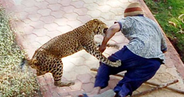 بالصور.. فهد يهاجم 6 حراس هنود