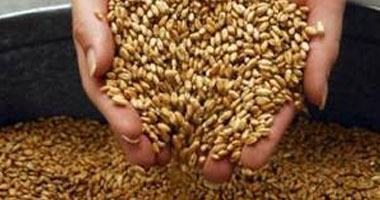إنتاج 695 مليون طن قمح عالمياً خلال 2013
