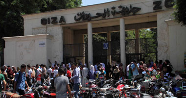 فوفا من أشرس الحيوانات بالحديقة.. كائن ليلي وصاحبة أقوى فك في العالم.. فيديو