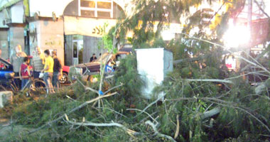 سقوط نخلة بإحدى استراحات المعلمين فى أسيوط