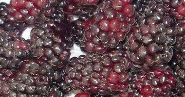 أفضل 6 أطعمة لمقاومة الألم.. الكرز والتوت والكركم أهمها