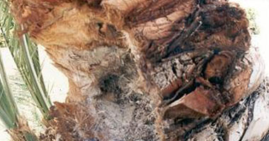 برامج توعوية إرشادية لمزارعى النخيل لحماية الإنتاج من 3 أمراض فطرية