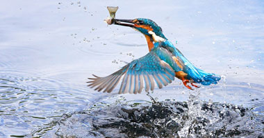 صور لطائر الرفراف الأزرق أثناء صيده الأسماك من النهر