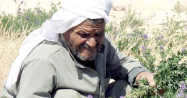 مزارعو المنوفية يطالبون بحقهم فى زراعة الأرز