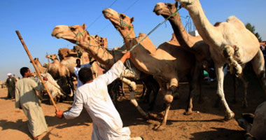 وصول 3600 رأس من الجمال لميناء الأدبية بالسويس
