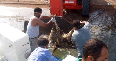 ارتفاع حالات نفوق الحيوانات بالدقهلية إلى 50 حالة بسبب الحمى القلاعية