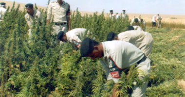 ضبط بانجو وأقراص مخدرة بالسويس