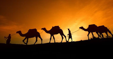 استخدام تقنية جى بى إس لتحديد أماكن الجمال السائبة بالسعودية 