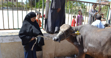 الطب البيطرى يطلب التخلص من الماشية المصابة بمرض "السل" بالقليوبية