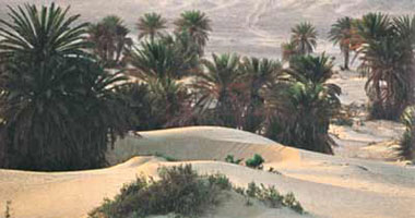 نافع سلامة يكتب:  حتى نرتاح من هذه الكوابيس