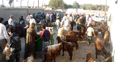 عابدين يمنع نقل المواشى من المحافظات المجاورة لقرى ومدن كفر الشيخ