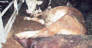 نفوق 2760 حالة بالحمى القلاعية بالدقهلية واستجابة 9954 حالة