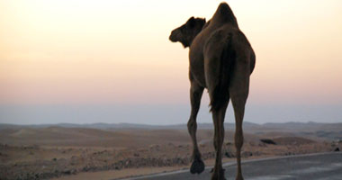 6 فوائد للحم الجمل.. أهمها الوقاية من السرطان