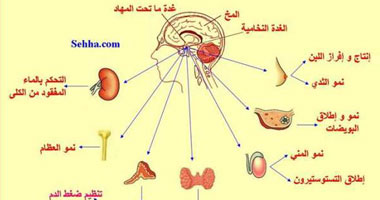كيف تؤثر إصابة الغدد الصماء بالسمنة على الغدة النخامية؟