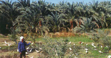 تقرير رسمى: 13.5 مليون نخلة فى مصر تنتج 1.4 مليون طن تمور