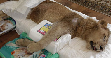بالفيديو وبالصور.. سيدة تعتنى بـ "أسد" مصاب بالشلل