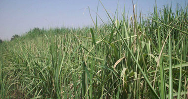 طلب إحاطة لزيادة سعر طن القصب إلى 450 جنيهاً 