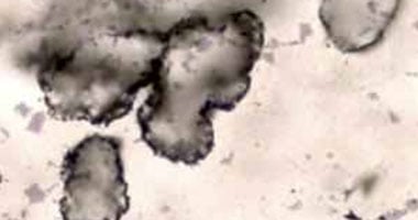 العثور على حفرية لحوت عمرها 49 مليون سنة 