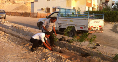 حملة لزراعة الأشجار حول المدارس والوحدات الصحية بدمياط